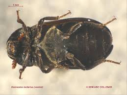 Attēlu rezultāti vaicājumam “Dermestidae”