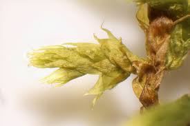 Attēlu rezultāti vaicājumam “Antitrichia curtipendula macro”