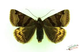 Attēlu rezultāti vaicājumam “Euclidia glyphica”