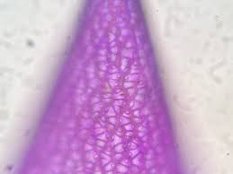 Attēlu rezultāti vaicājumam “Sphagnum warnstorfii”