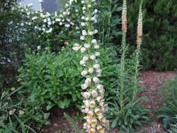 Image result for Digitalis ferruginea