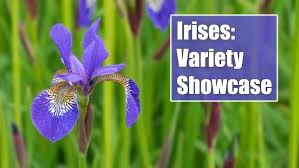 Image result for Iris