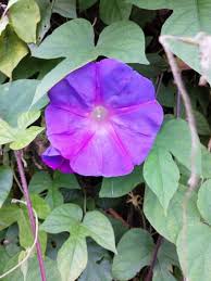 Image result for Ipomoea Lavender