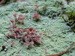 Attēlu rezultāti vaicājumam “Baeomyces rufus”