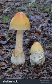 Attēlu rezultāti vaicājumam “Amanita crocea”