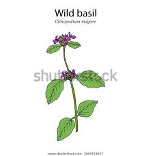 Attēlu rezultāti vaicājumam “Clinopodium vulgare fruit”