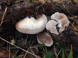 Attēlu rezultāti vaicājumam “Crepidotus applanatus”