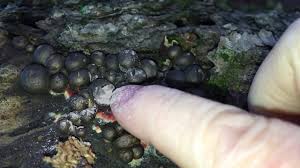 Attēlu rezultāti vaicājumam “Lycogala cf. oleocrystalliferum spores”