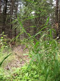 Attēlu rezultāti vaicājumam “Cinna latifolia leaf”