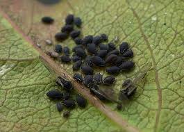 Attēlu rezultāti vaicājumam “Aphis fabae”