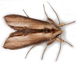 Attēlu rezultāti vaicājumam “Cucullia verbasci”