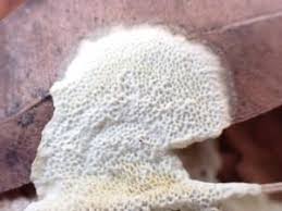 Attēlu rezultāti vaicājumam “Junghuhnia collabens”