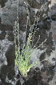 Attēlu rezultāti vaicājumam “Myosotis micrantha”