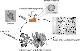 Attēlu rezultāti vaicājumam “Physarum murinum spores”