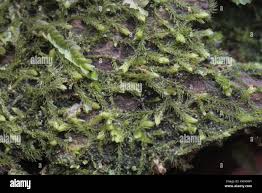 Attēlu rezultāti vaicājumam “Blepharostoma trichophyllum”