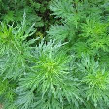 Image result for Artemisia vulgaris
