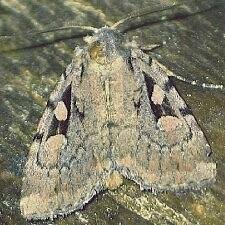 Attēlu rezultāti vaicājumam “Badhamiopsis scripta sessile”