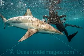 Image result for Carcharhinus brevipinna