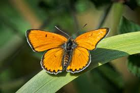 Attēlu rezultāti vaicājumam “Lycaena dispar male”