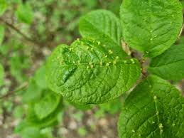 Attēlu rezultāti vaicājumam “Eriophyes padi”