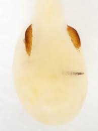 Attēlu rezultāti vaicājumam “Pandemis cinnamomeana female”