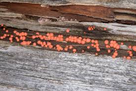 Attēlu rezultāti vaicājumam “Lycogala epidendrum s.str. sessile”