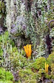 Attēlu rezultāti vaicājumam “Calocera viscosa”