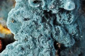 Attēlu rezultāti vaicājumam “Byssocorticium atrovirens”