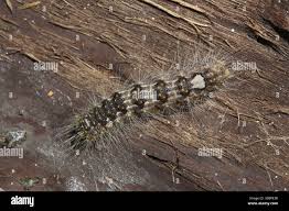 Attēlu rezultāti vaicājumam “Acronicta megacephala larva”