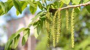 Attēlu rezultāti vaicājumam “Juglans mandshurica male flower”