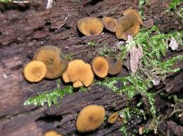 Attēlu rezultāti vaicājumam “Chlorencoelia versiformis”