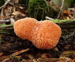 Attēlu rezultāti vaicājumam “Tubifera ferruginosa (subsp. ferruginosa) sessile”