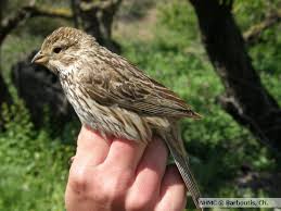 Image result for Melanocorypha calandra