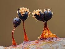 Attēlu rezultāti vaicājumam “Cribraria argillacea spores”