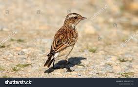 Attēlu rezultāti vaicājumam “Saxicola rubetra”