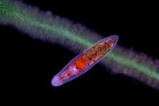 Attēlu rezultāti vaicājumam “Batrachospermum moniliforme”