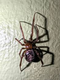 Attēlu rezultāti vaicājumam “Steatoda grossa female”