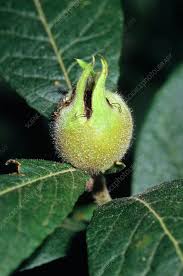 Attēlu rezultāti vaicājumam “Mespilus germanica leaf”