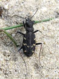 Attēlu rezultāti vaicājumam “Cicindela sylvatica imago”