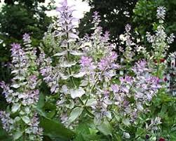Image result for Salvia sclarea