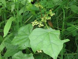 Attēlu rezultāti vaicājumam “Menispermum dauricum fruit”