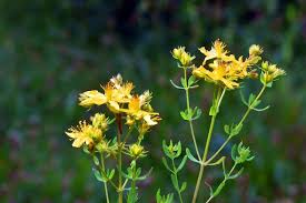 Attēlu rezultāti vaicājumam “Hypericum perforatum leaf”