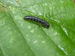 Attēlu rezultāti vaicājumam “Agelastica alni larva”