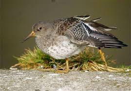Attēlu rezultāti vaicājumam “Calidris maritima”