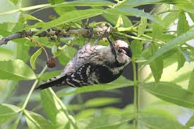 Attēlu rezultāti vaicājumam “Dendrocopos minor female”