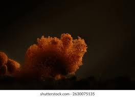 Attēlu rezultāti vaicājumam “Physarum pezizoideum spores”