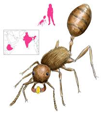 Attēlu rezultāti vaicājumam “Antrodia gossypium”