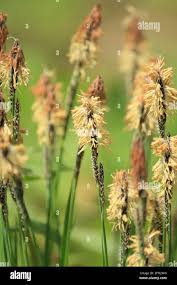 Attēlu rezultāti vaicājumam “Carex ericetorum”