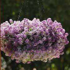 Image result for Alyssum diffusum