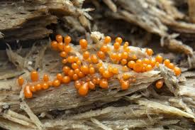 Attēlu rezultāti vaicājumam “Trichia scabra spores”